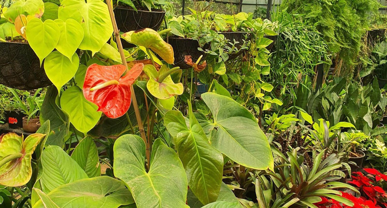 botanica_nurseriese